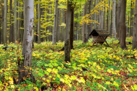 Wielki Las Nature Reserve